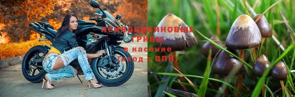 стаф Богданович