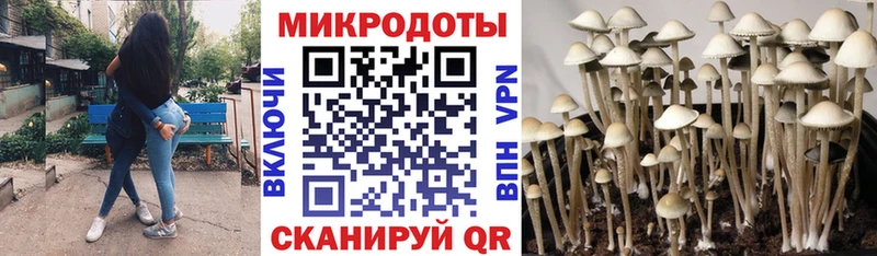купить  цена  Мичуринск  Псилоцибиновые грибы прущие грибы 